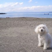 Move to HAYAMA